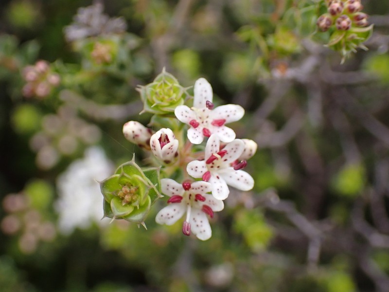 Agathosma mucronulata