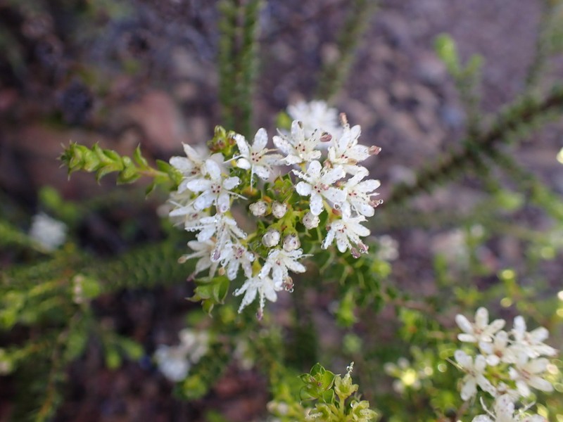 Agathosma mucronulata photo 2