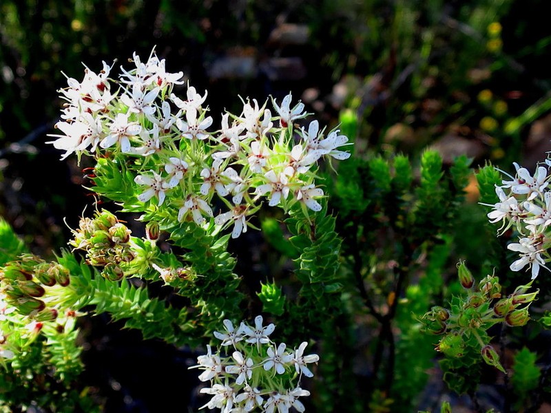 Agathosma mucronulata photo 3