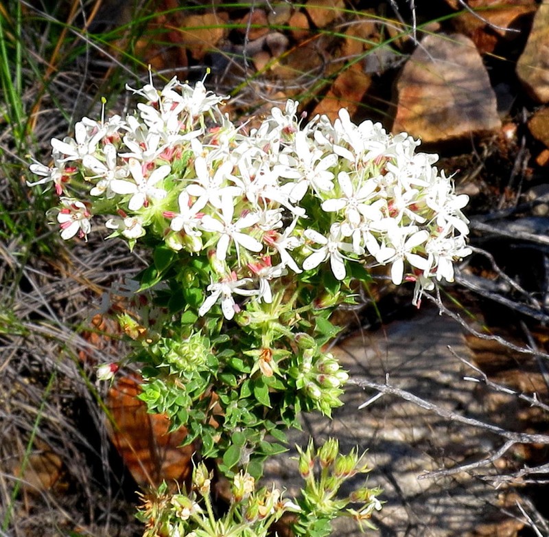 Agathosma mucronulata photo 4