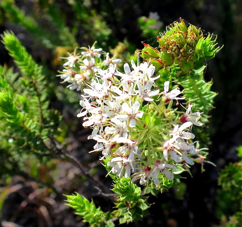 Agathosma mucronulata photo 5