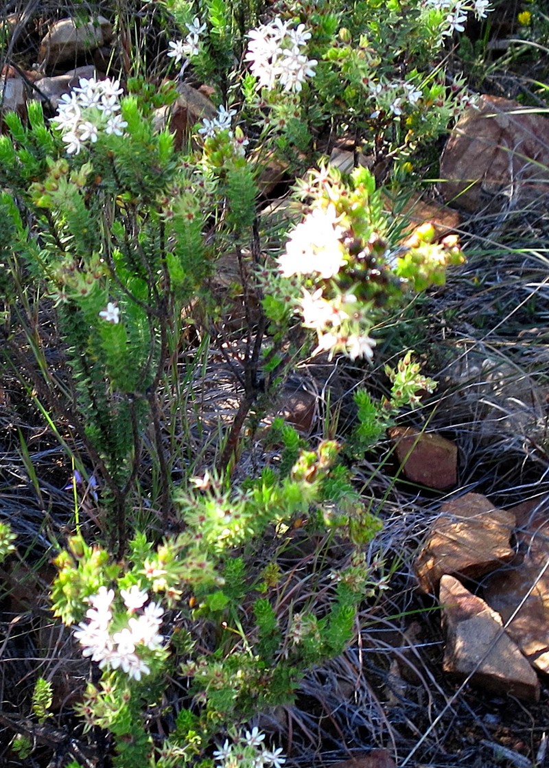 Agathosma mucronulata photo 6