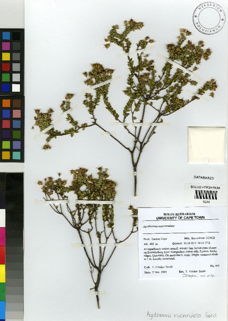 Agathosma mucronulata photo 7