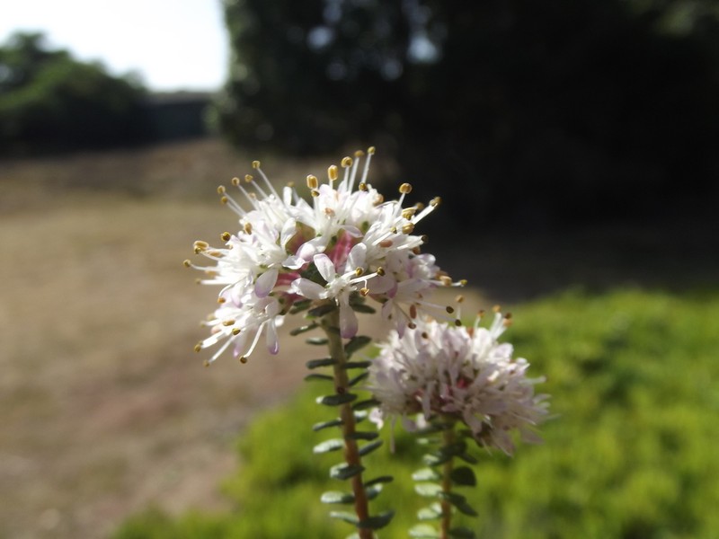 Agathosma muirii