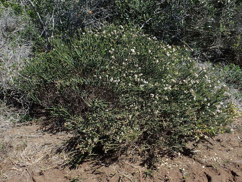 Agathosma muirii photo 2