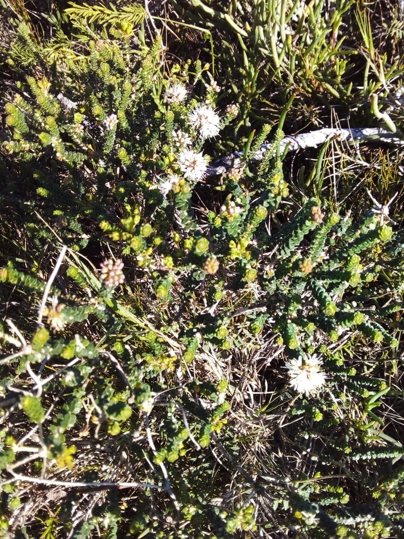 Agathosma muirii photo 3