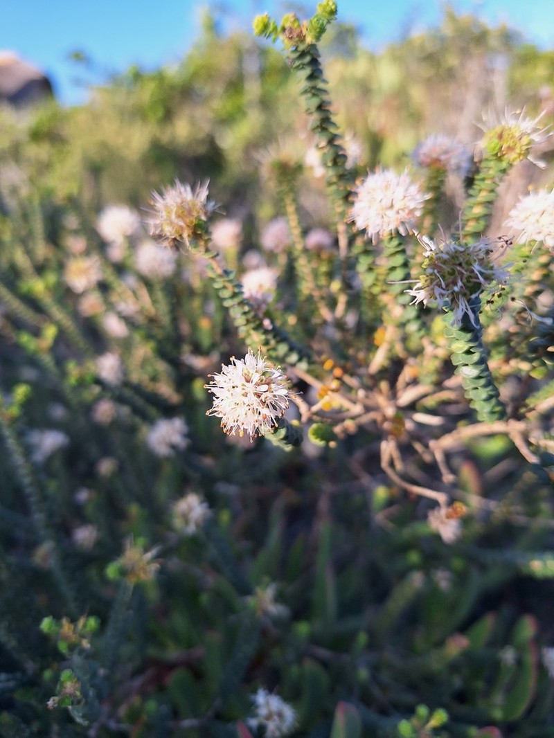 Agathosma muirii photo 4