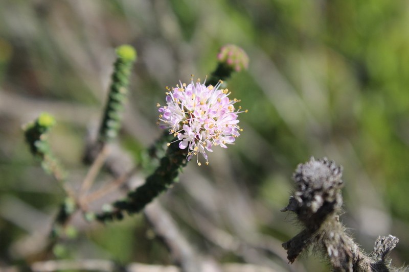 Agathosma muirii photo 5