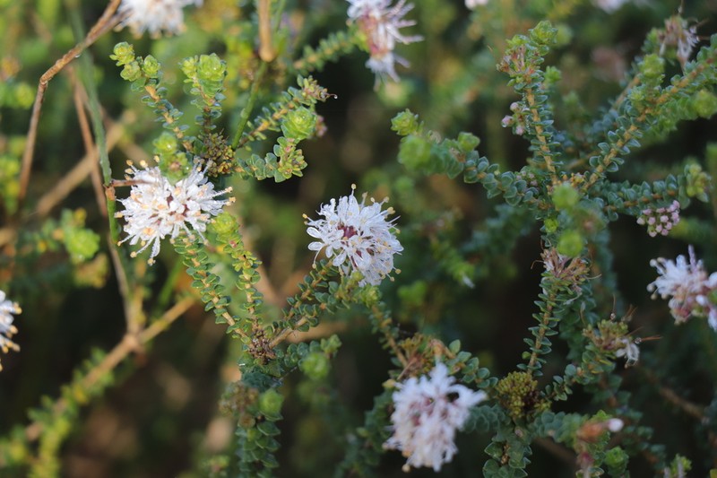 Agathosma muirii photo 6