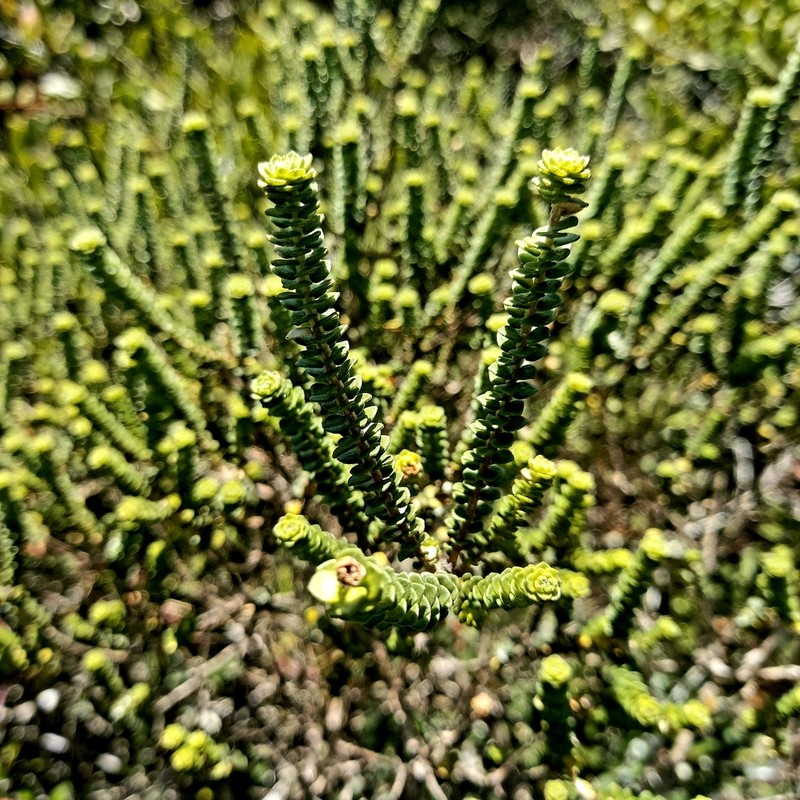 Agathosma muirii photo 7