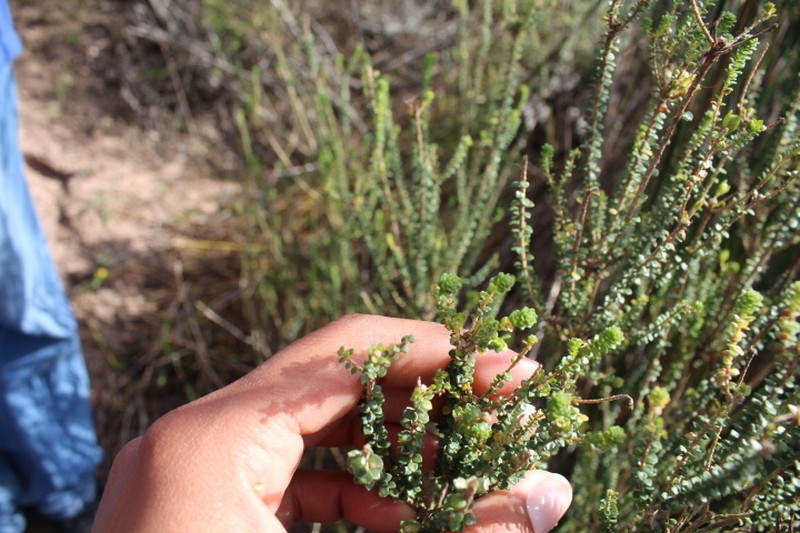 Agathosma muirii photo 8