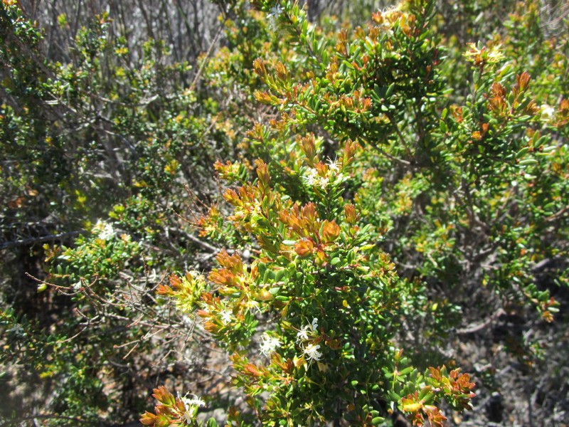 Agathosma mundii