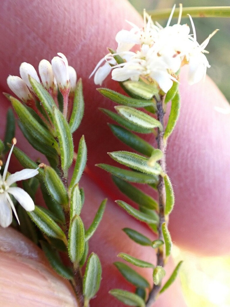 Agathosma mundii photo 2