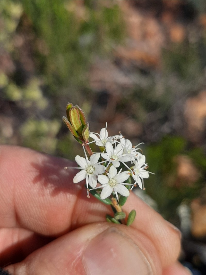 Agathosma mundii photo 3
