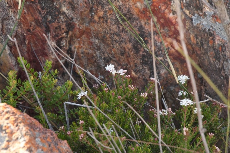 Agathosma mundii photo 4