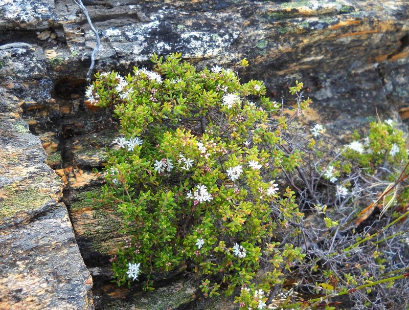 Agathosma mundii photo 5