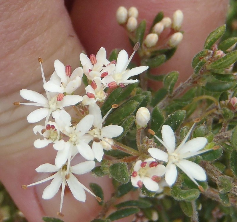 Agathosma mundii photo 6