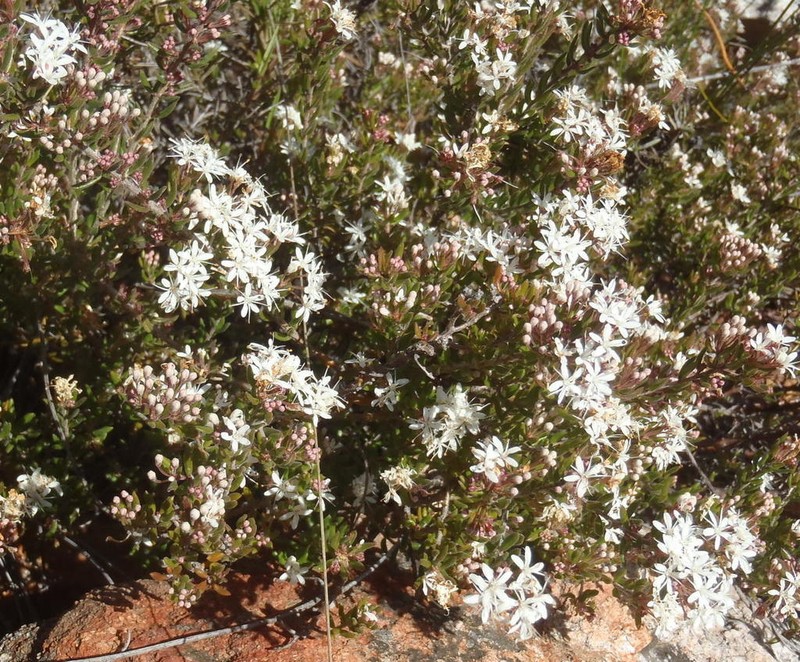 Agathosma mundii photo 7