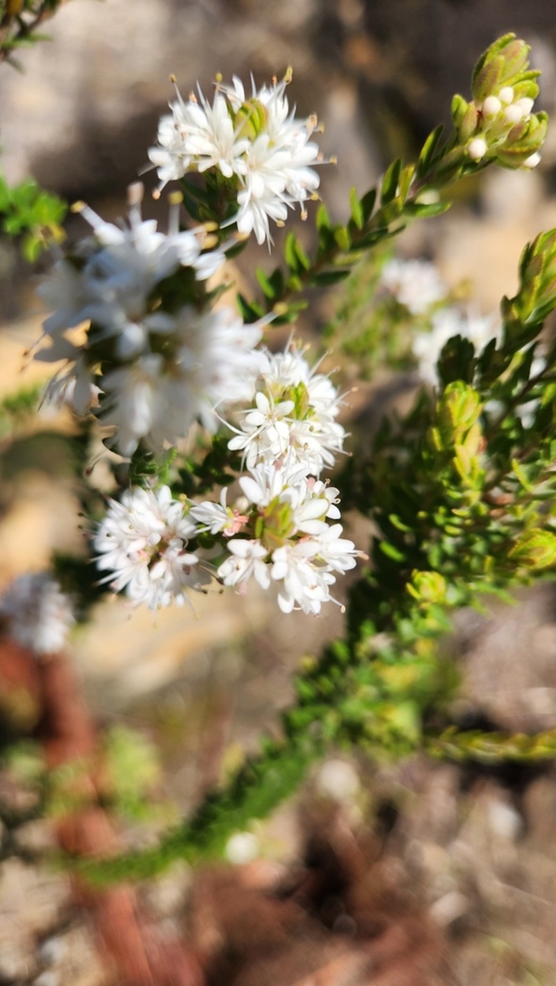 Agathosma mundii photo 8