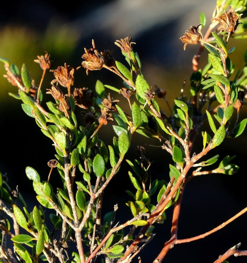 Agathosma namaquensis