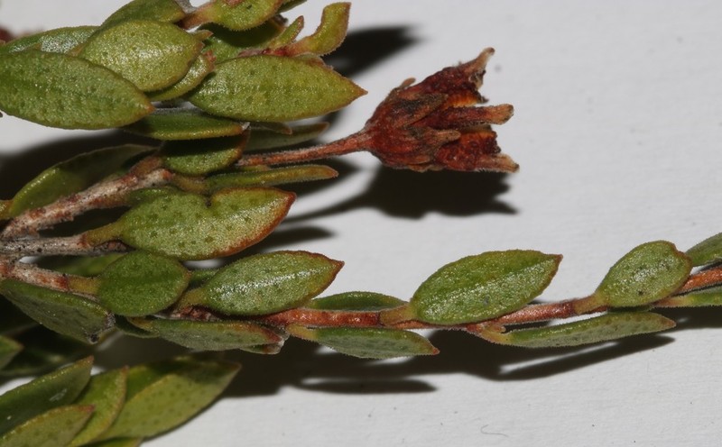 Agathosma namaquensis photo 4