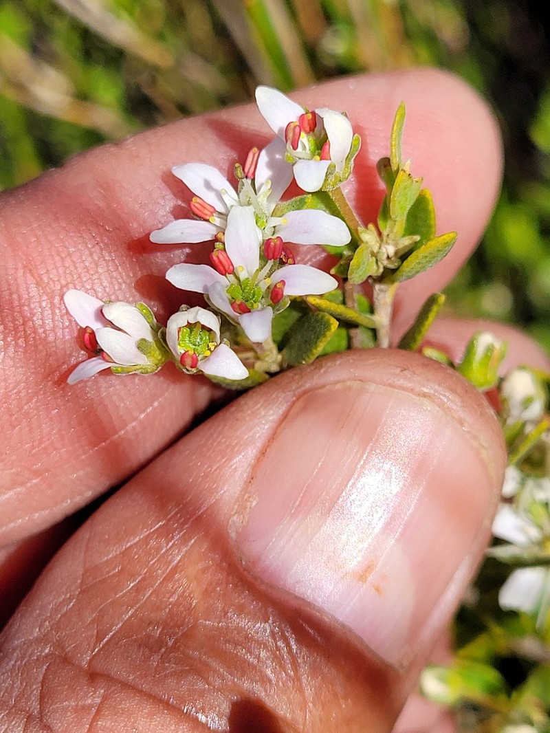 Agathosma namaquensis photo 5