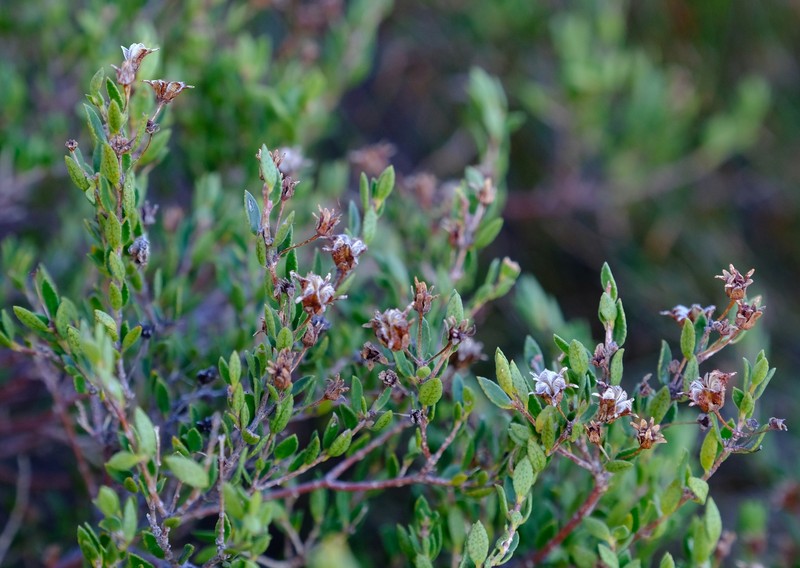 Agathosma namaquensis photo 6