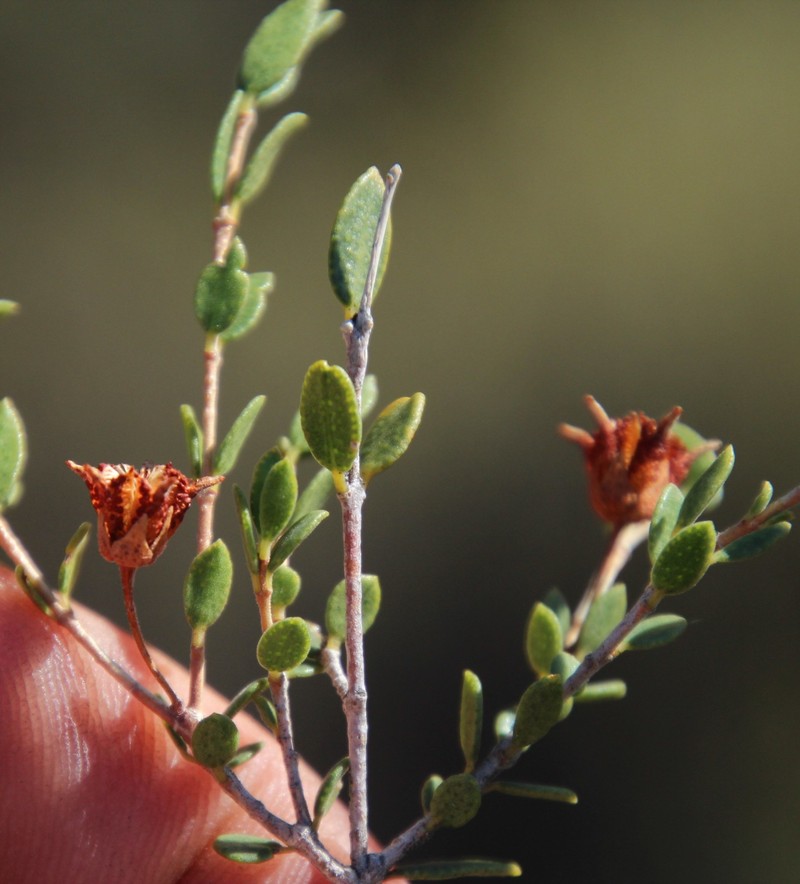 Agathosma namaquensis photo 7