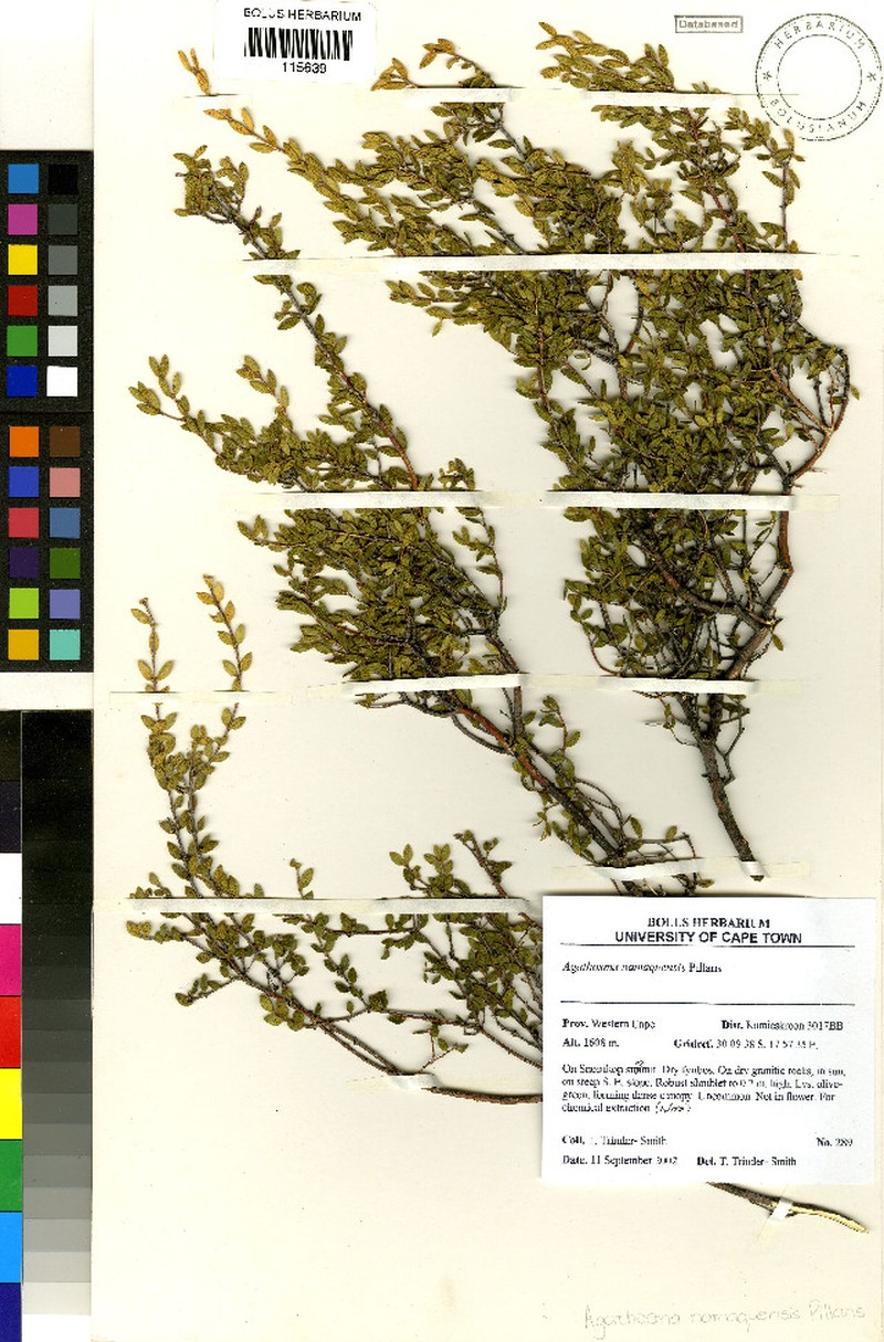Agathosma namaquensis photo 8