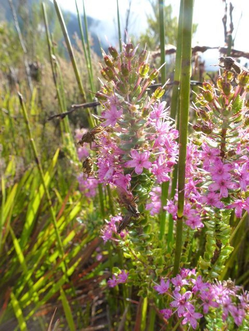 Agathosma odoratissima
