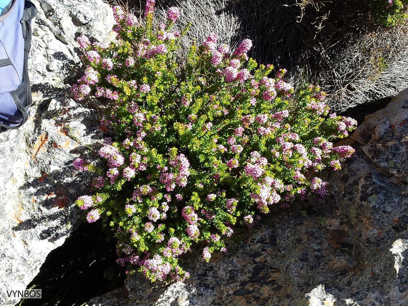 Agathosma odoratissima photo 2