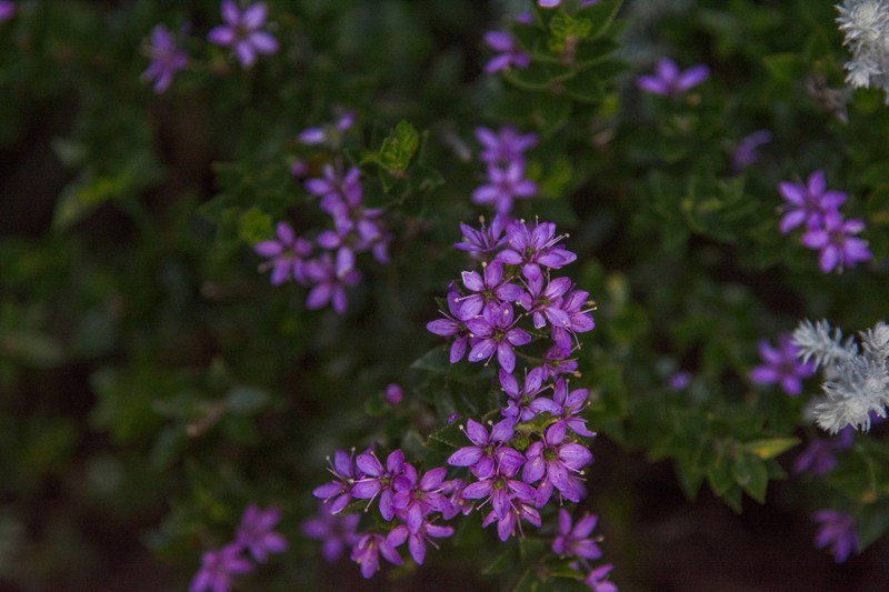Agathosma odoratissima photo 3