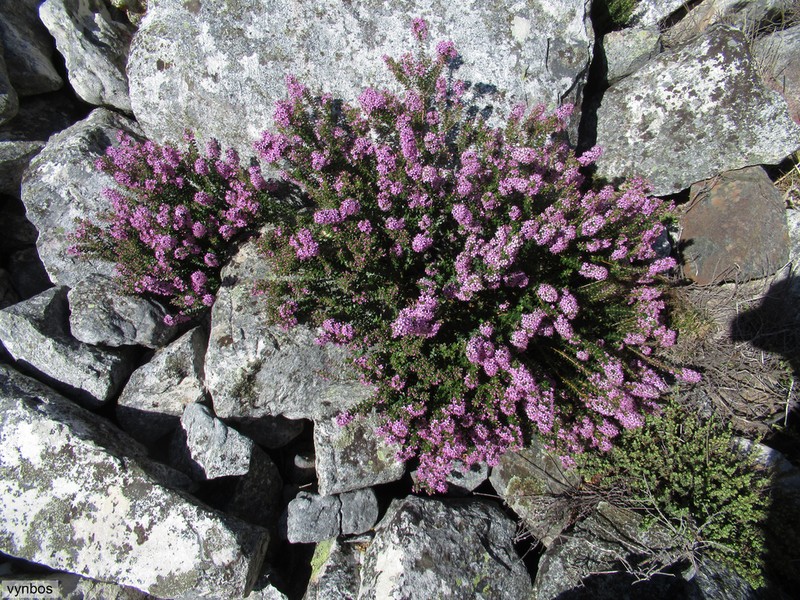 Agathosma odoratissima photo 4