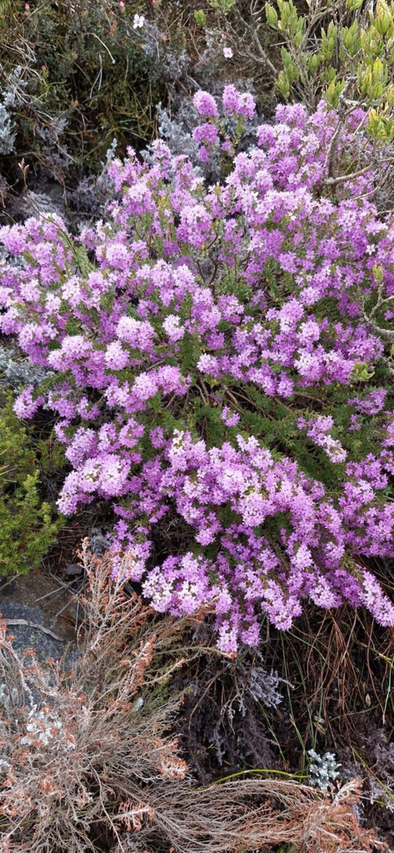 Agathosma odoratissima photo 5
