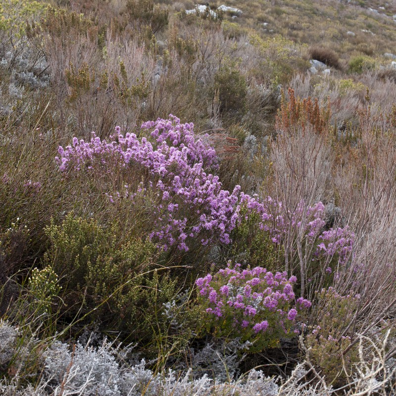 Agathosma odoratissima photo 6