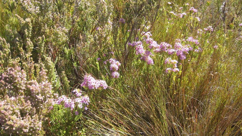 Agathosma odoratissima photo 7