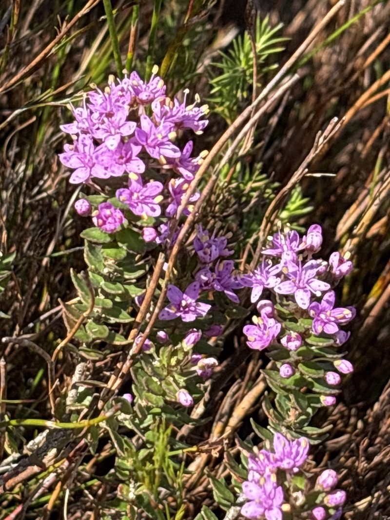 Agathosma odoratissima photo 8