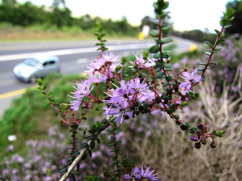 Agathosma orbicularis