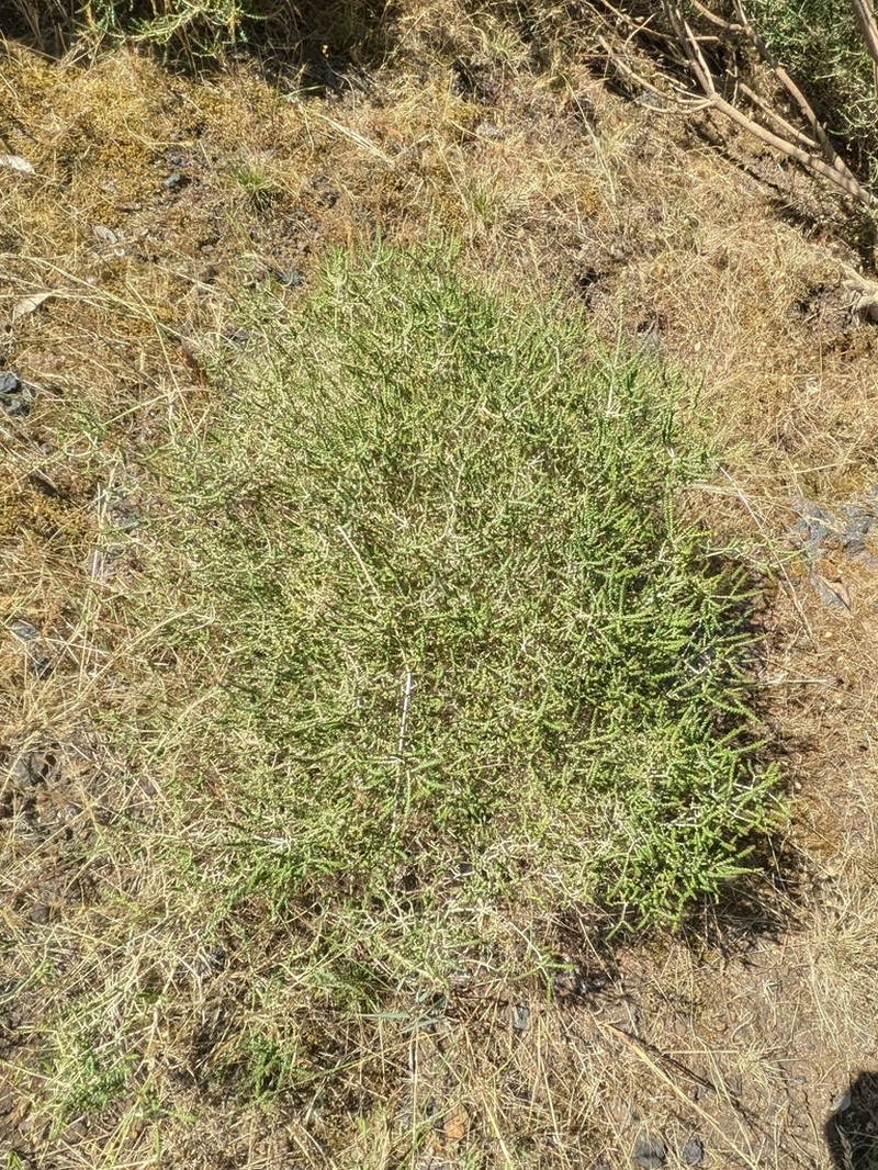 Agathosma orbicularis photo 2