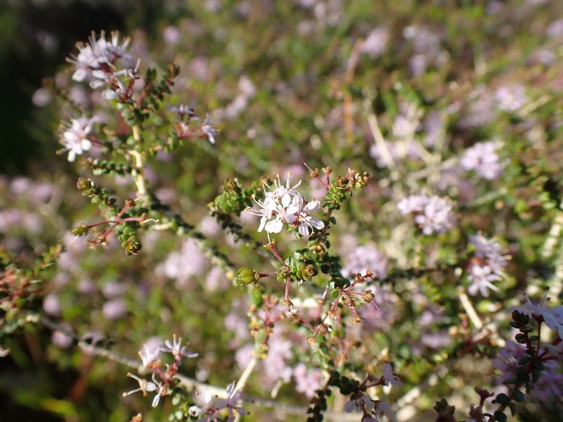 Agathosma orbicularis photo 3