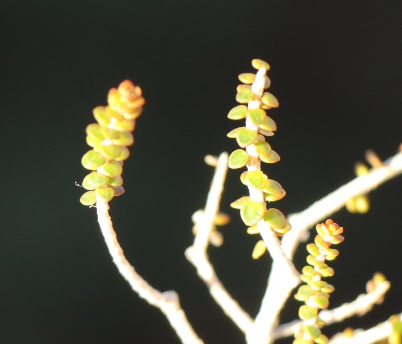 Agathosma orbicularis photo 4