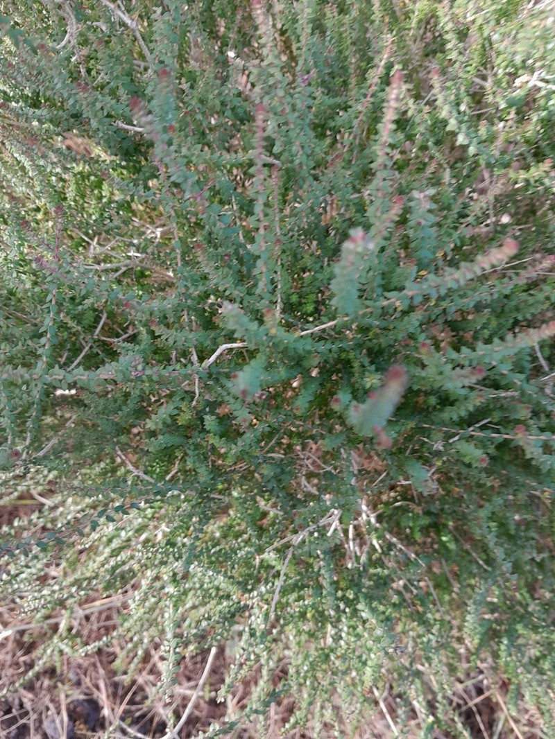 Agathosma orbicularis photo 5