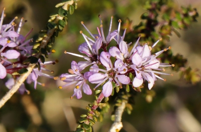 Agathosma orbicularis photo 6