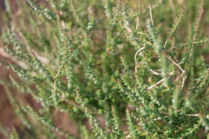 Agathosma orbicularis photo 7