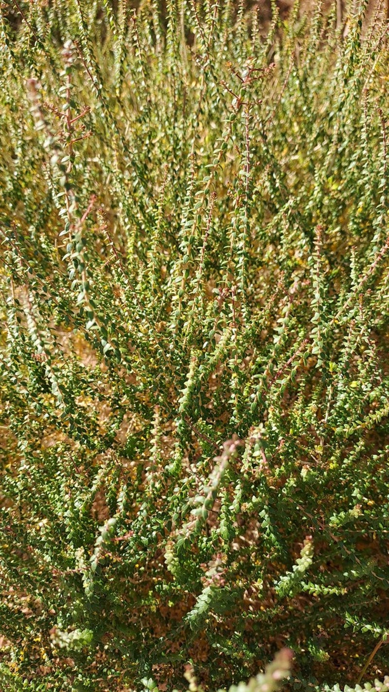 Agathosma orbicularis photo 8