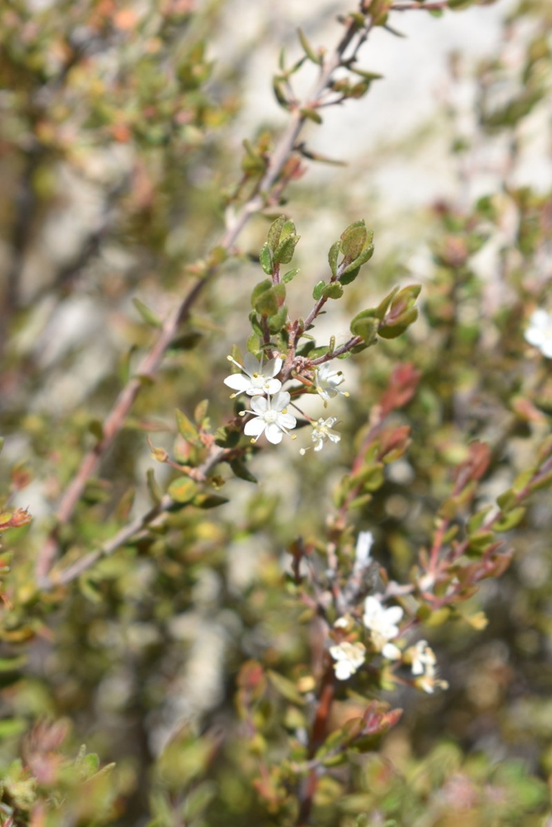Agathosma ovalifolia
