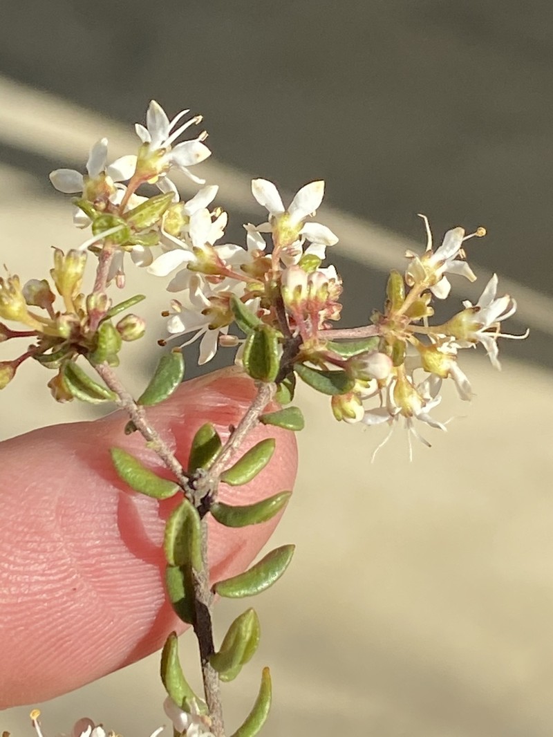 Agathosma ovalifolia photo 2