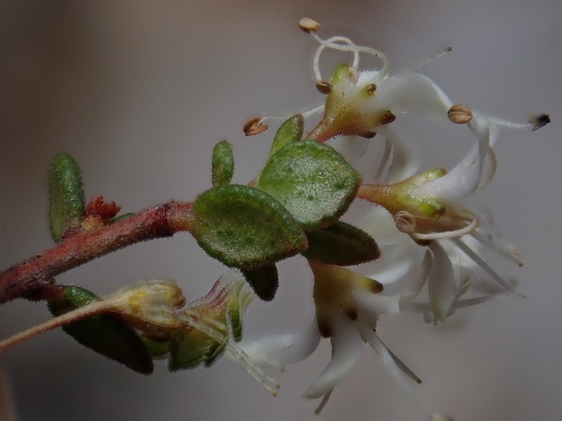 Agathosma ovalifolia photo 3
