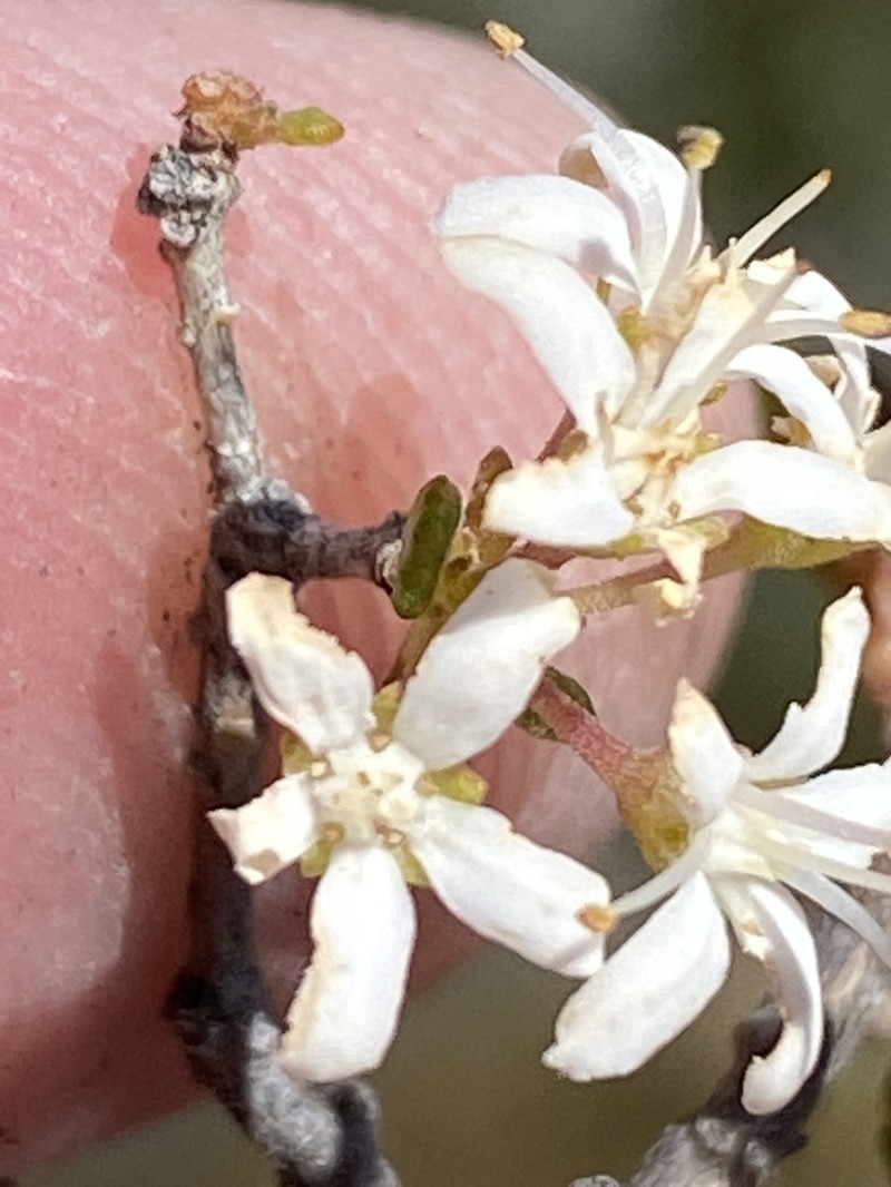 Agathosma ovalifolia photo 4