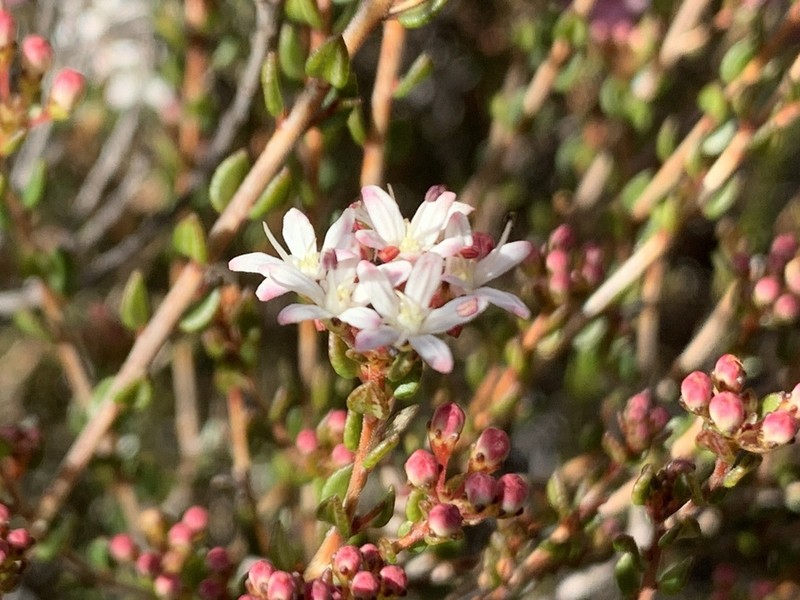 Agathosma ovalifolia photo 5